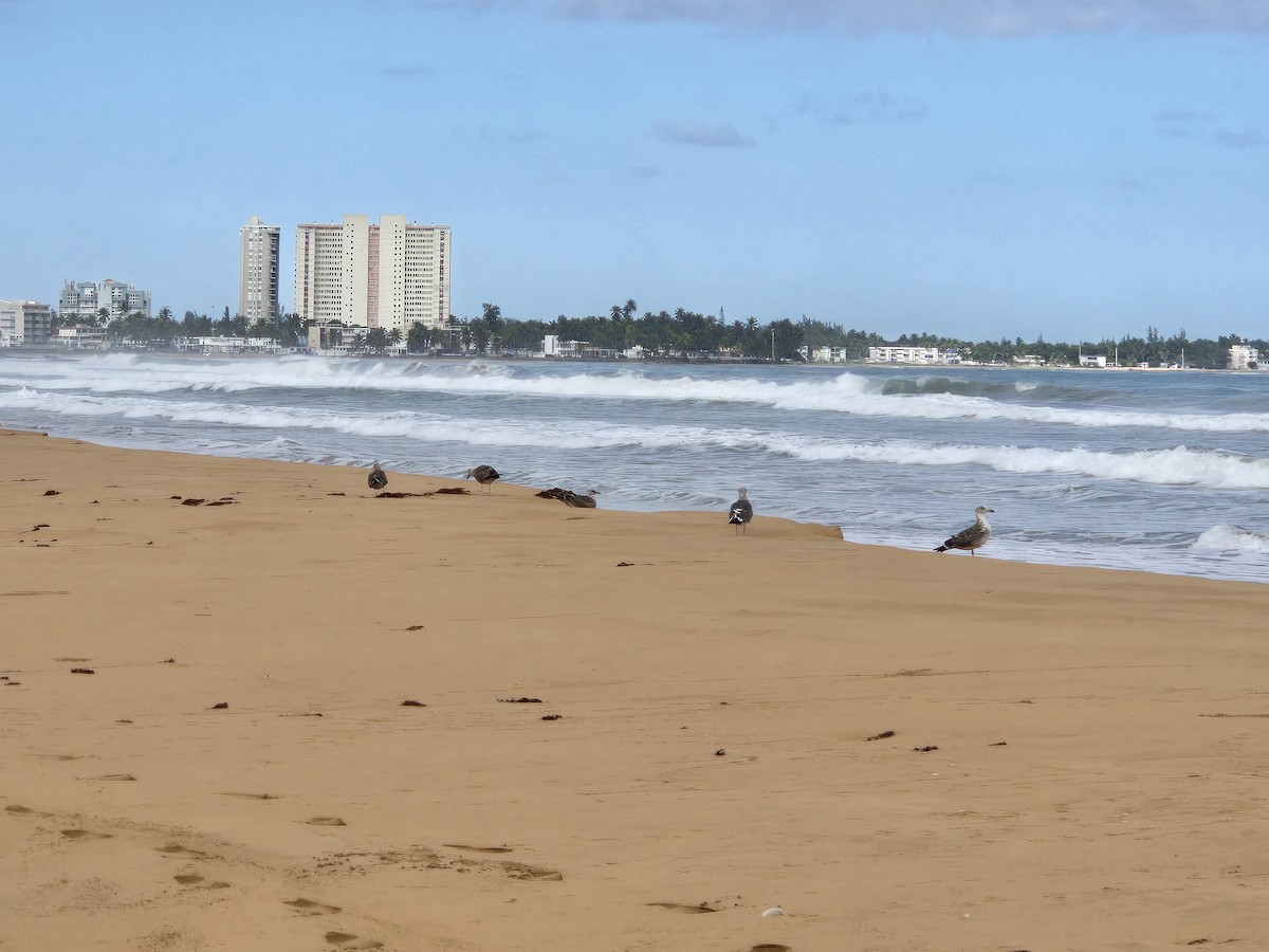 Lesser Black-backed Gull - ML647787027
