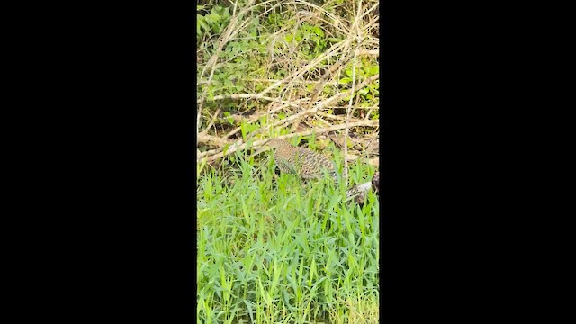 Бушля мексиканська - ML647787057