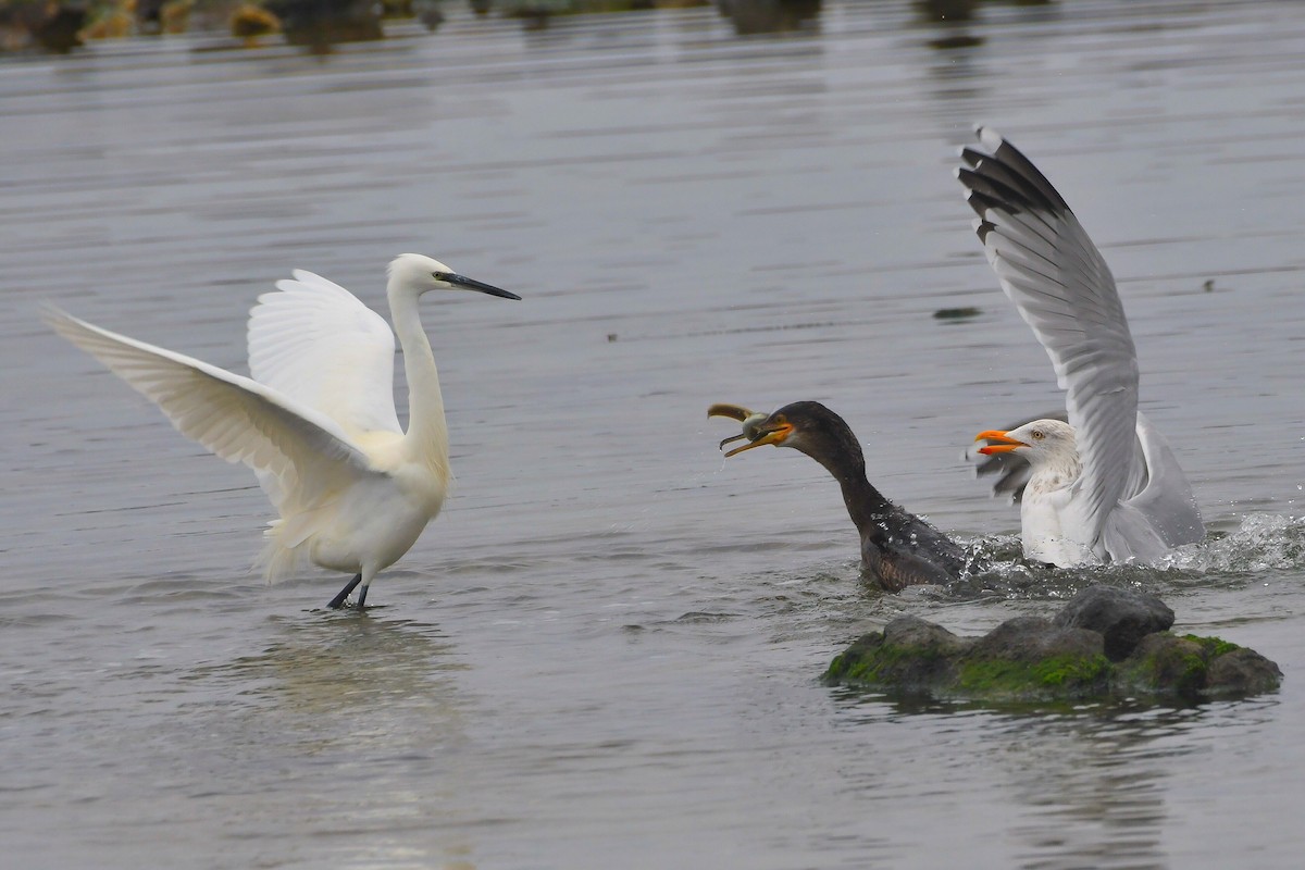 kormorán velký - ML647787058