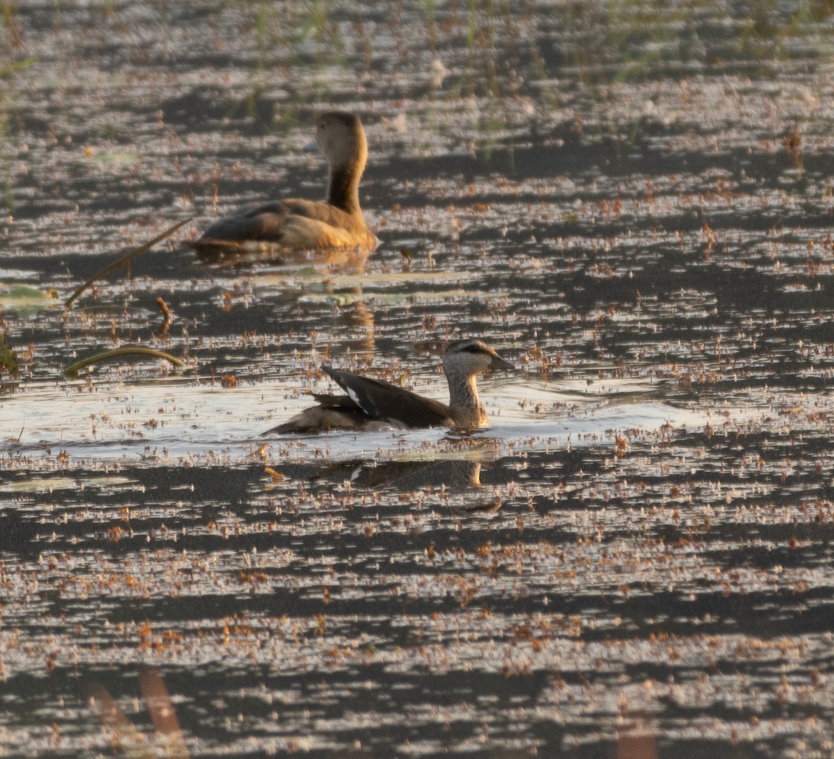 Asya Pamuk Ördeği - ML647787064