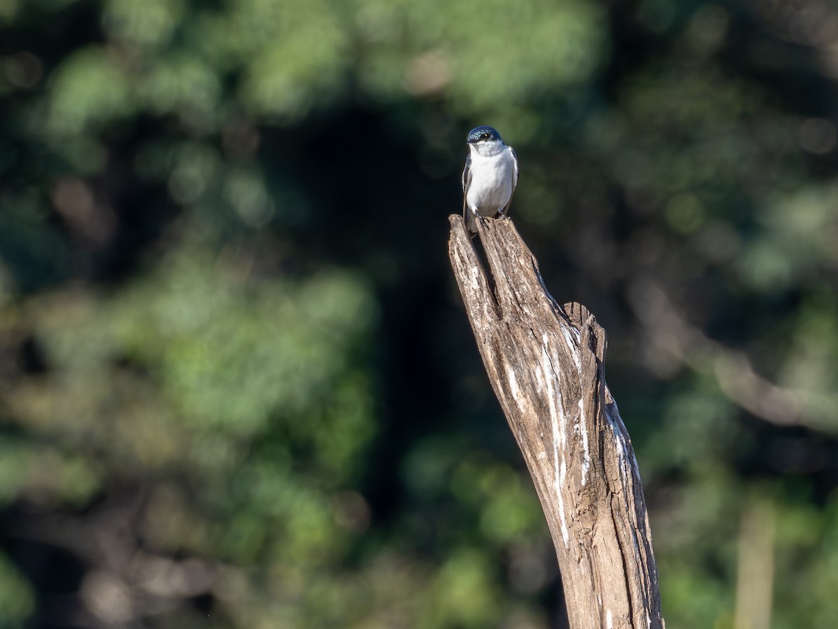 Ak Kanatlı Kırlangıç - ML647787068