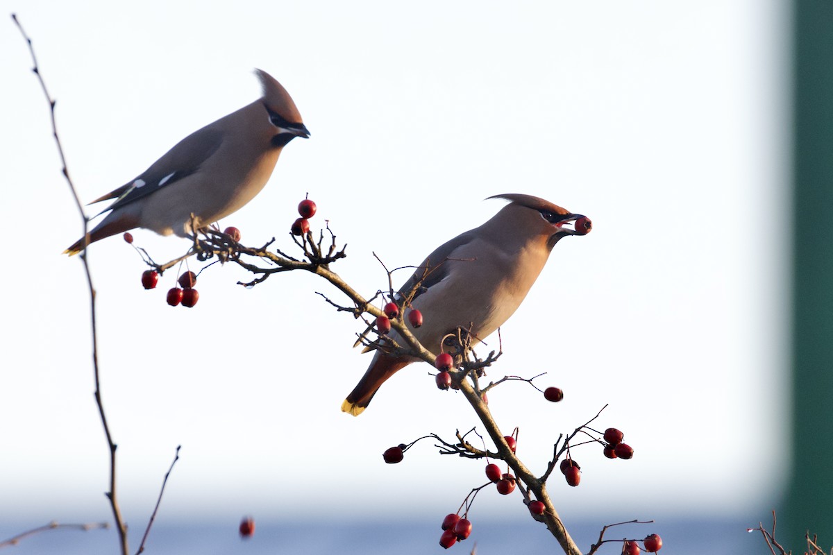 İpekkuyruk - ML647787071