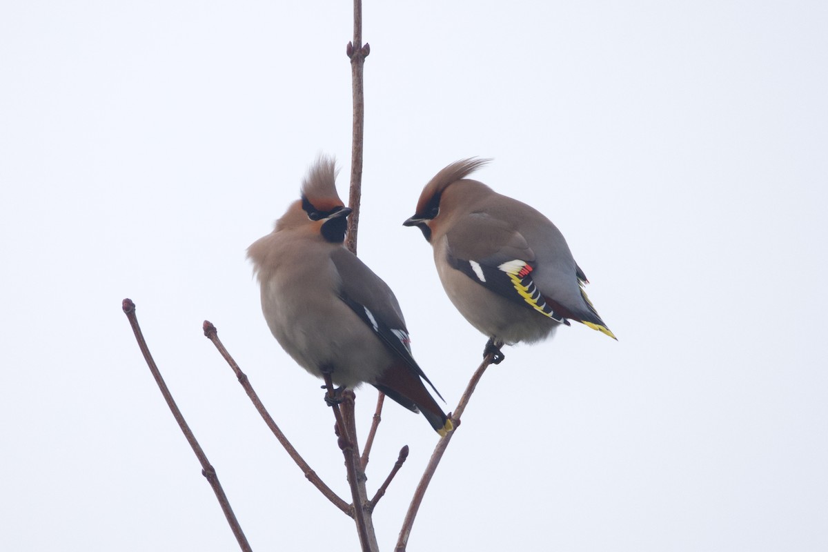 İpekkuyruk - ML647787072