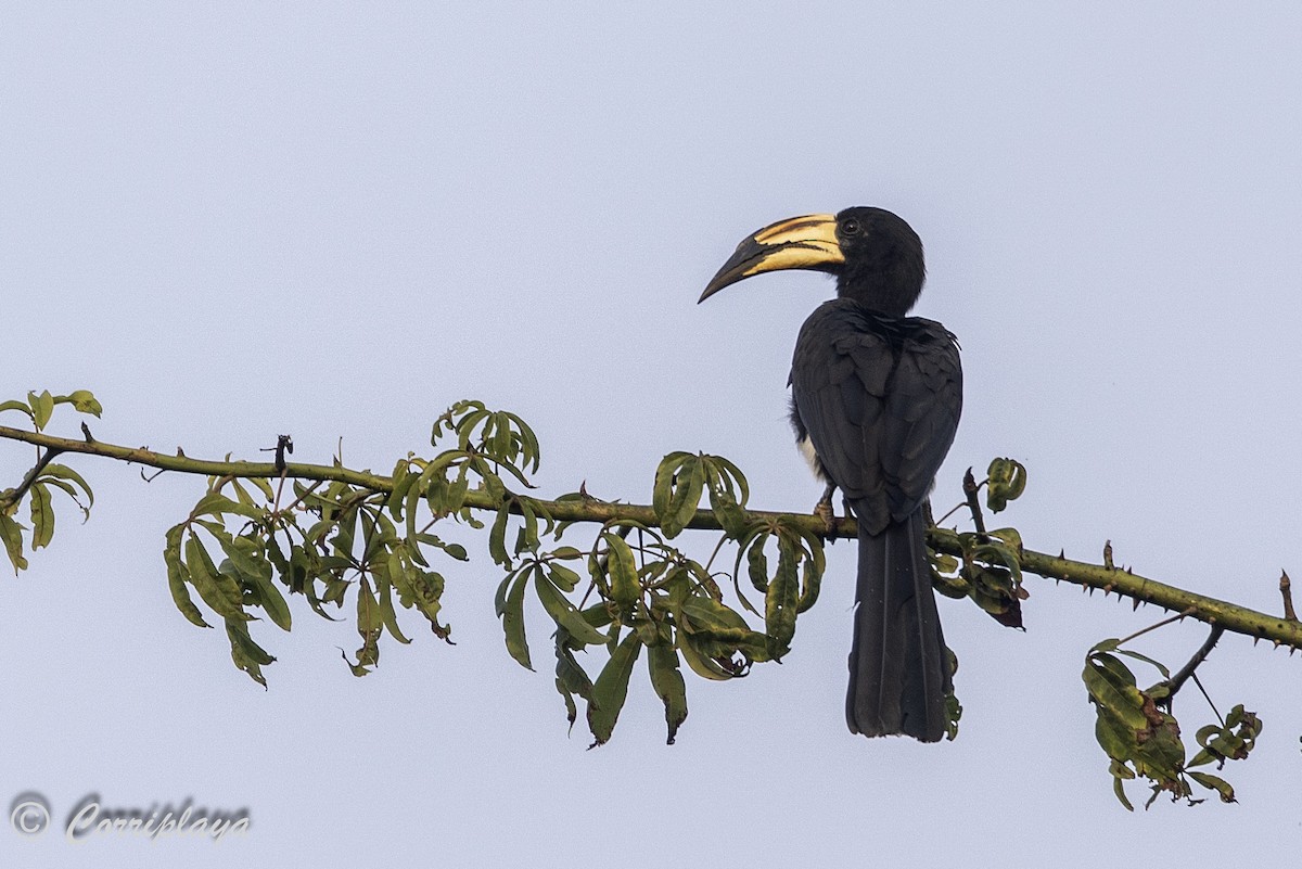 Batı Afrika Alaca Boynuzgagası - ML647787073