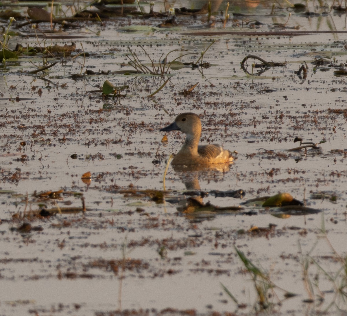 Cava Islıkçı Ördeği - ML647787075