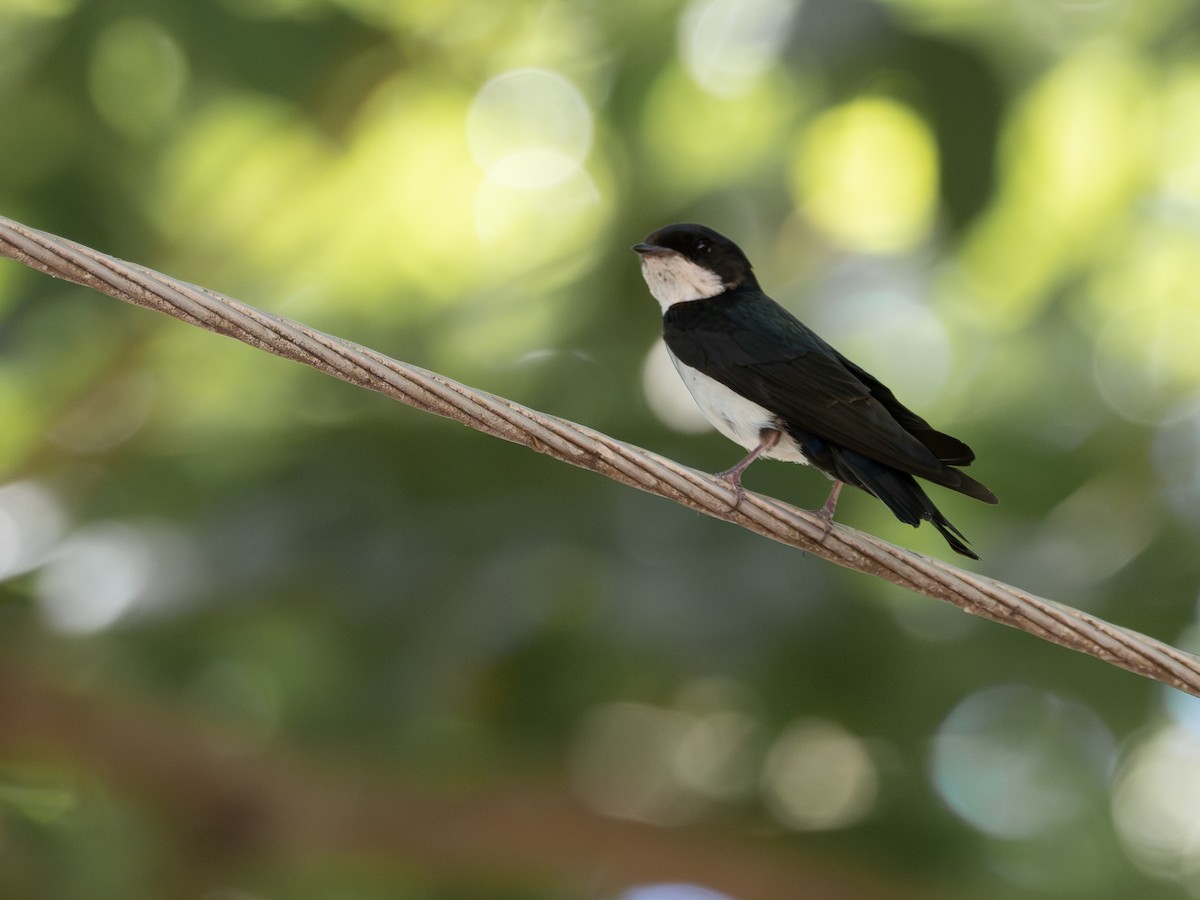 Mavi-Beyaz Kırlangıç - ML647787076