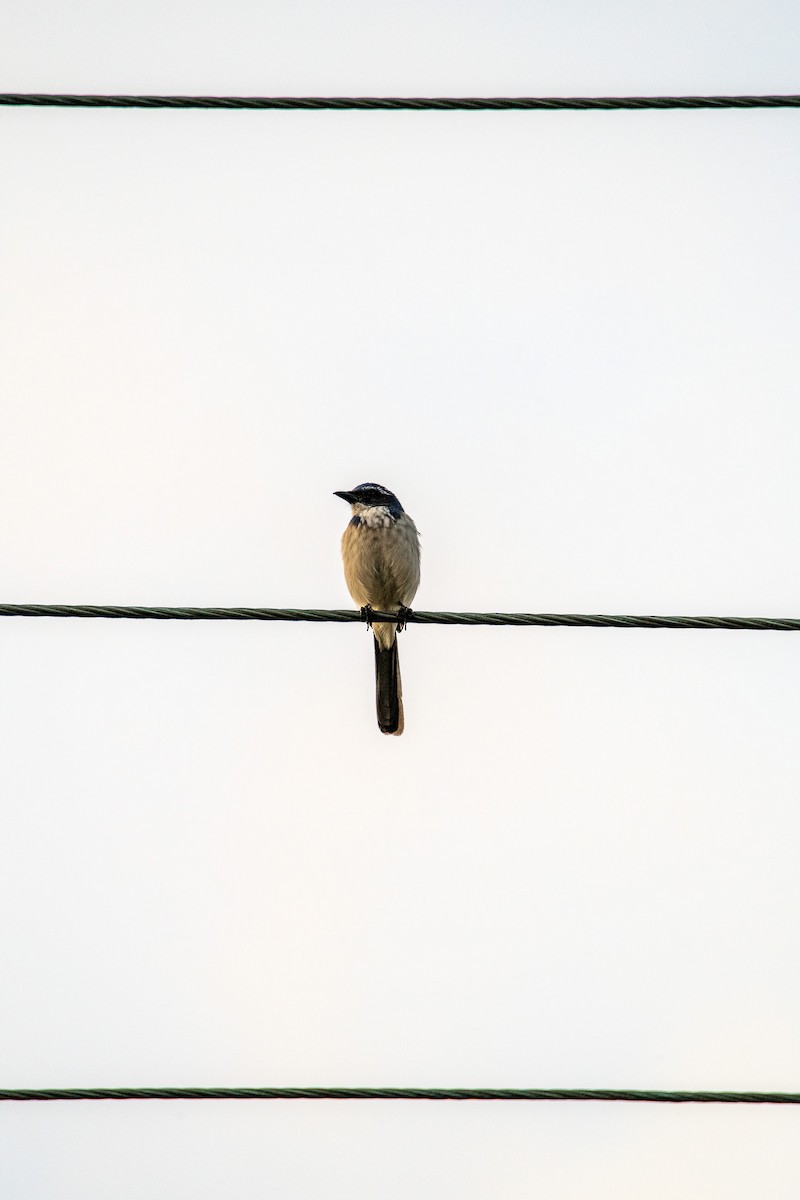 Kaliforniya Çalı Kargası - ML647787077