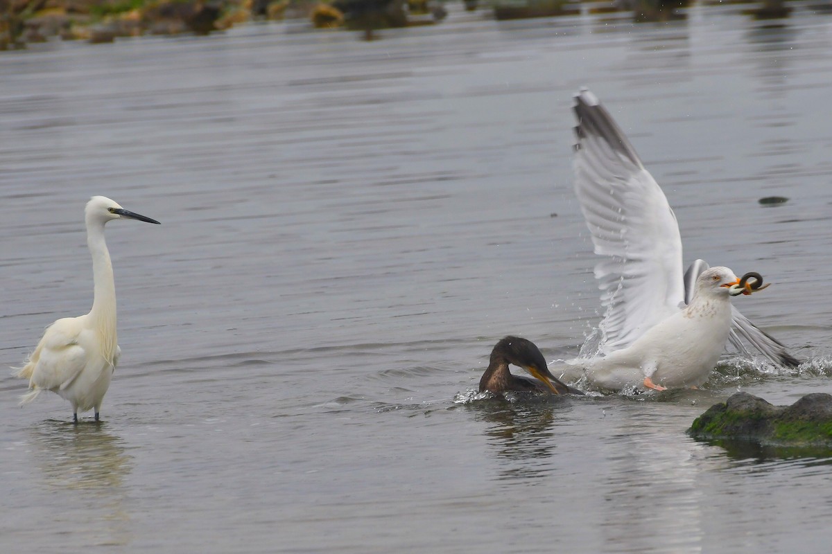 Karabatak - ML647787078