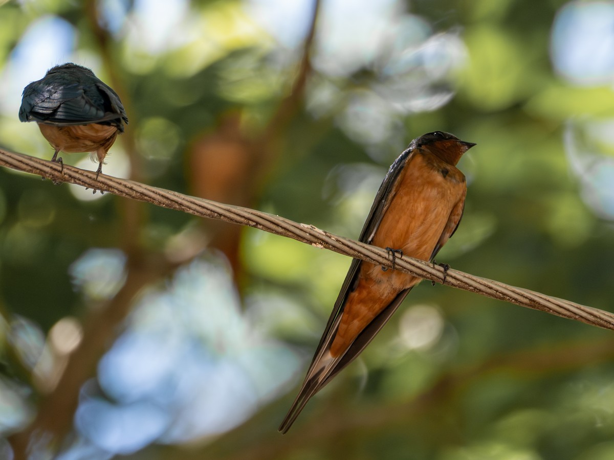 Kır Kırlangıcı - ML647787081