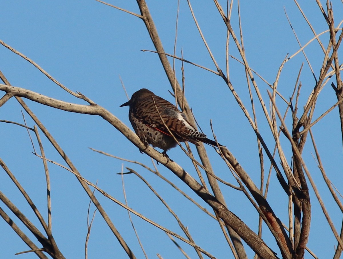 Altın Ağaçkakan - ML647787082