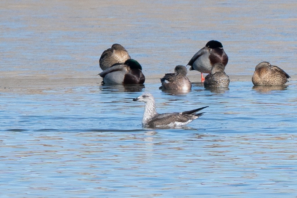 Kara Sırtlı Martı - ML647787084