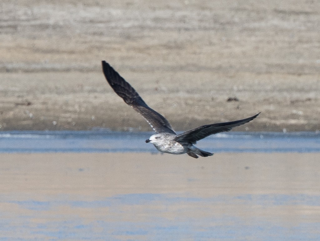 Kara Sırtlı Martı - ML647787085