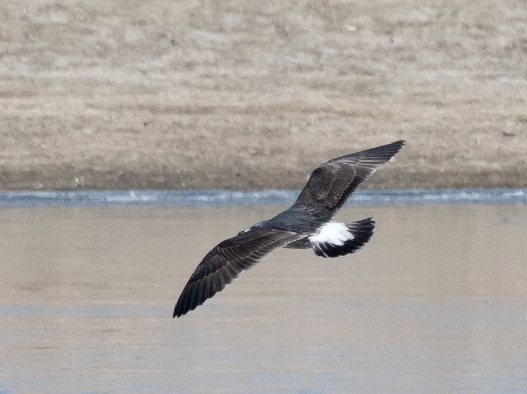 Kara Sırtlı Martı - ML647787086