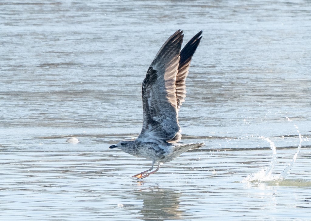 Kara Sırtlı Martı - ML647787087