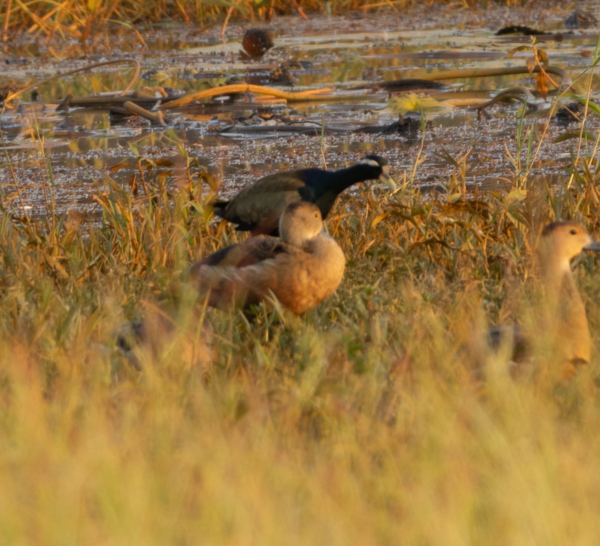 Bronz Kanatlı Jakana - ML647787088