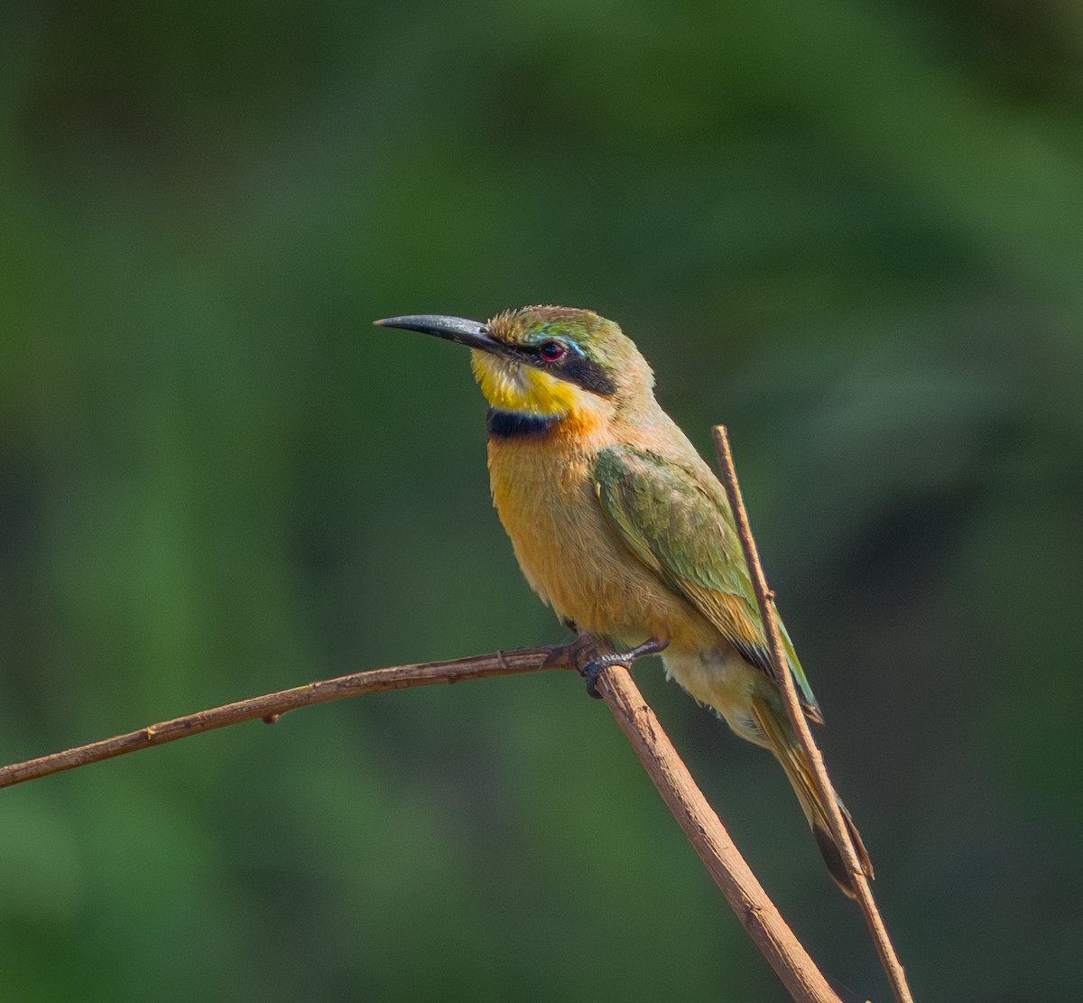 Küçük Arıkuşu - ML647787089