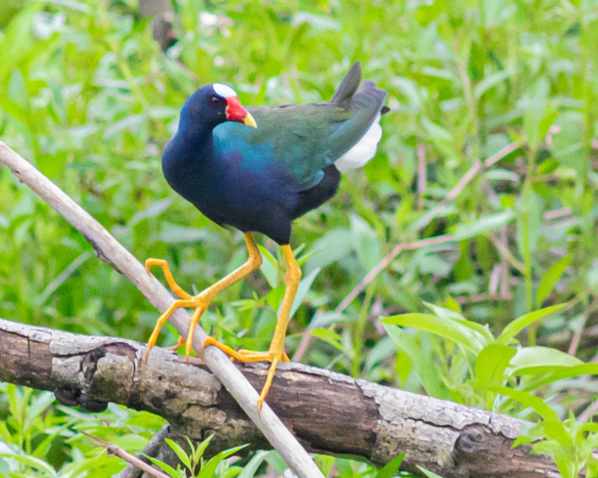 Sarı Bacaklı Sazhorozu - ML647787090