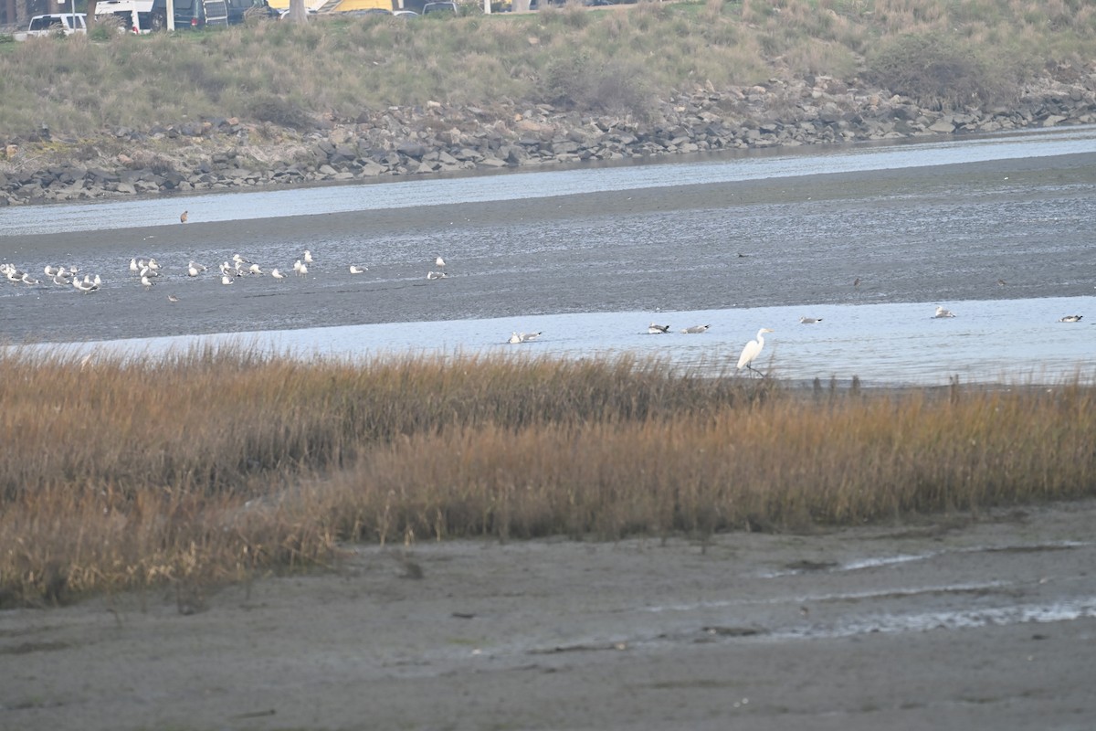 tanımsız Larus sp. - ML647787091