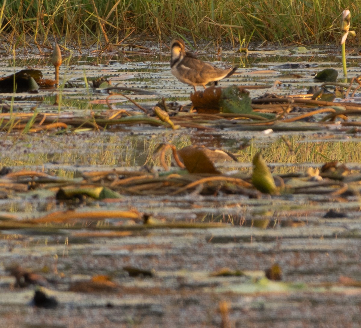 Sülün Kuyruklu Jakana - ML647787094