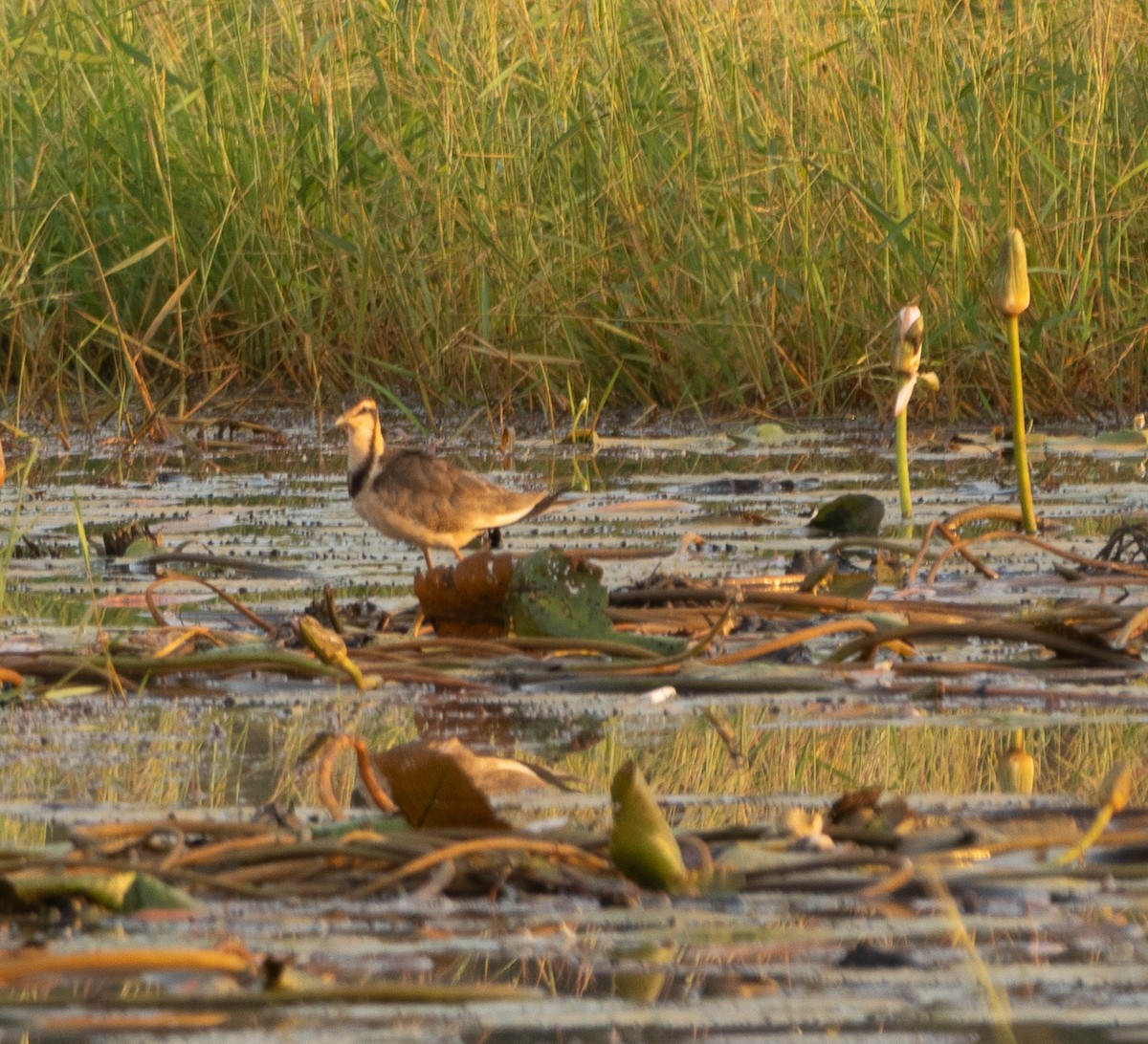 Sülün Kuyruklu Jakana - ML647787096