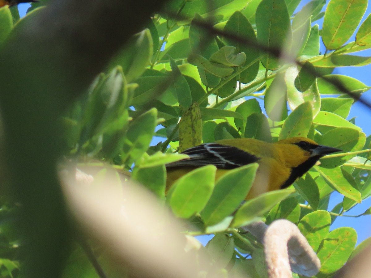 Sarı Turpiyal - ML647787097