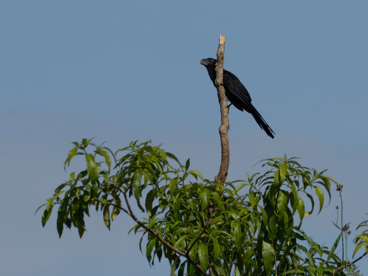 glattnebbani - ML647787098