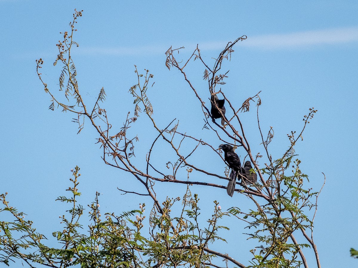 Düz Gagalı Ani - ML647787099