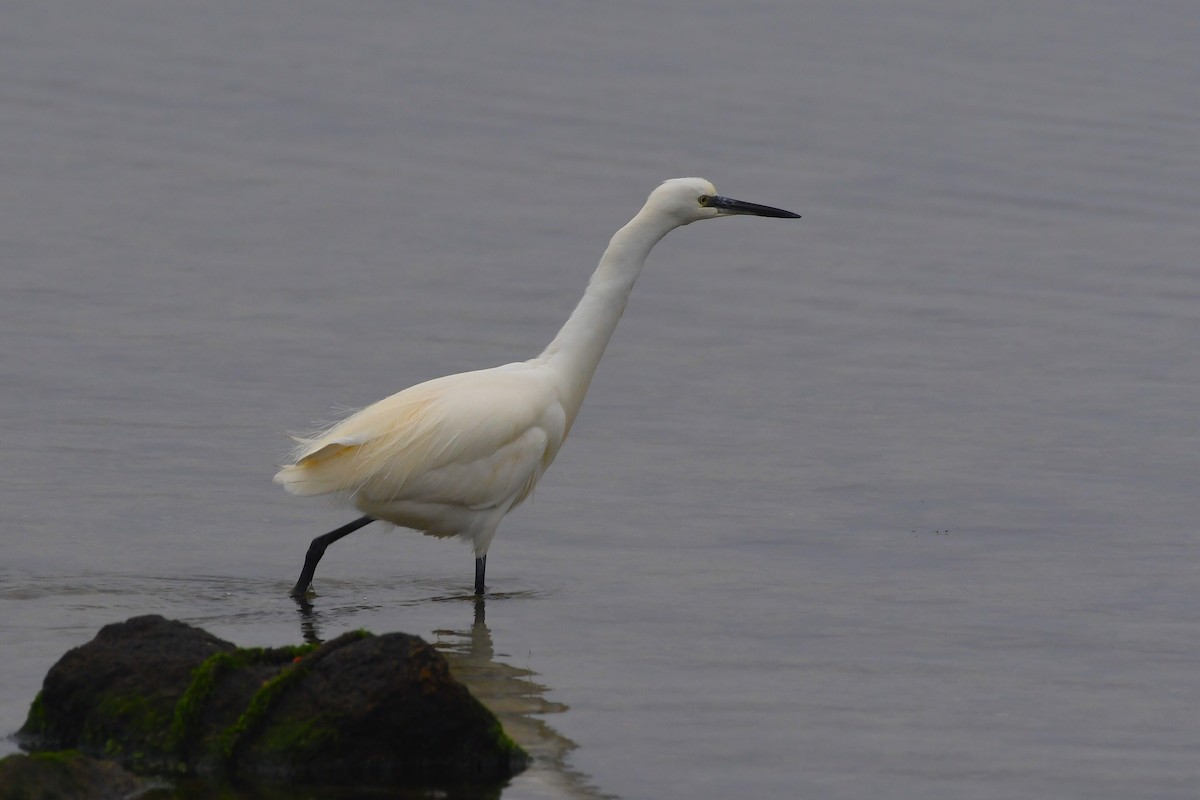 Küçük Ak Balıkçıl - ML647787100