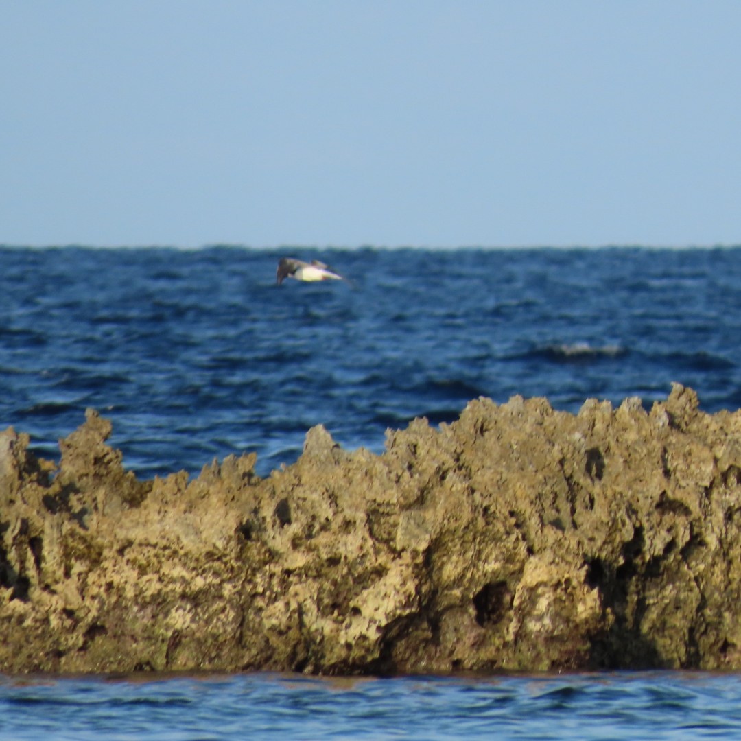 Roseate Tern - ML647787104