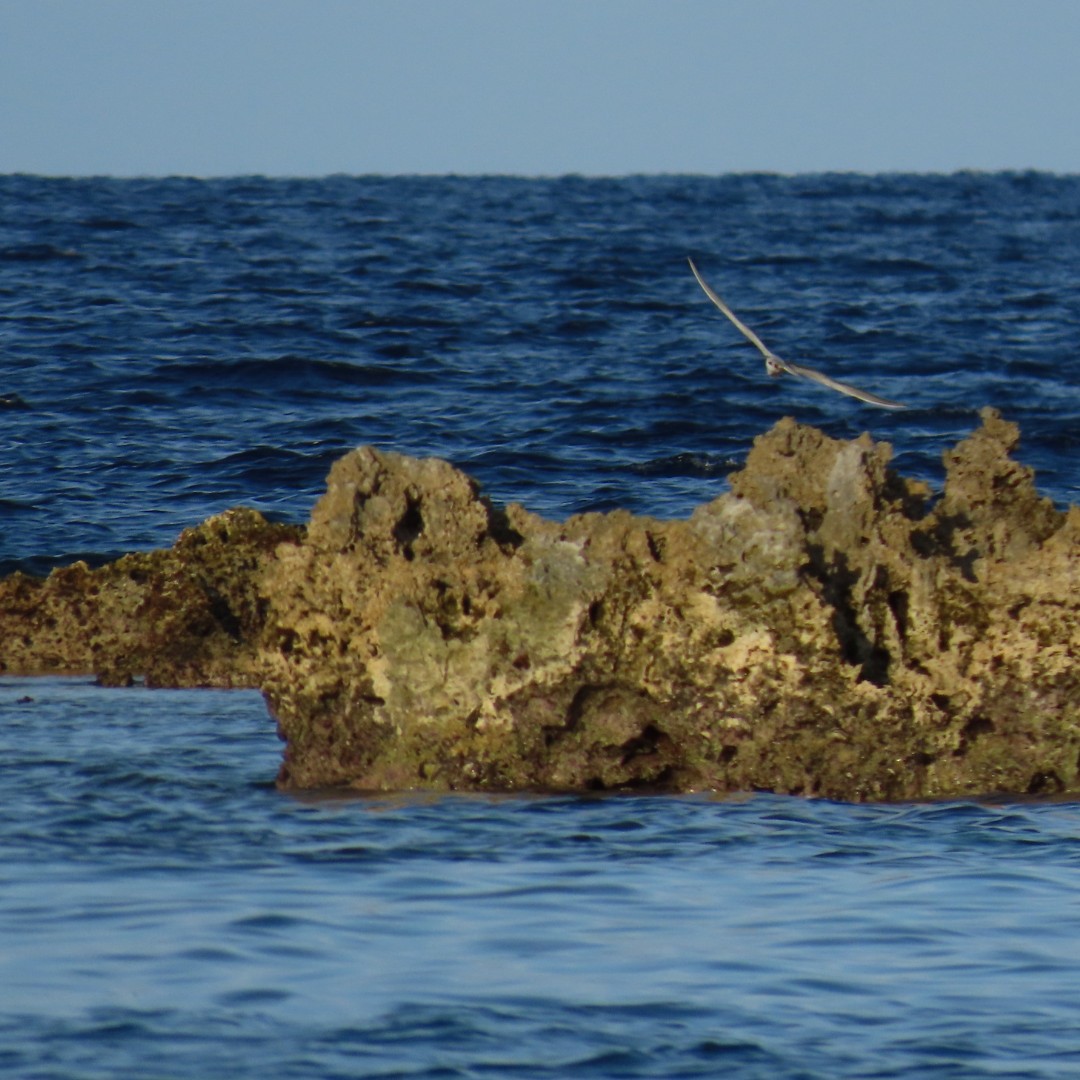 Roseate Tern - ML647787105