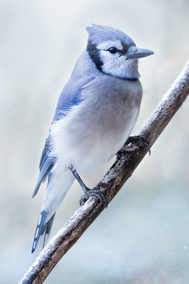 Mavi Karga - ML647787106