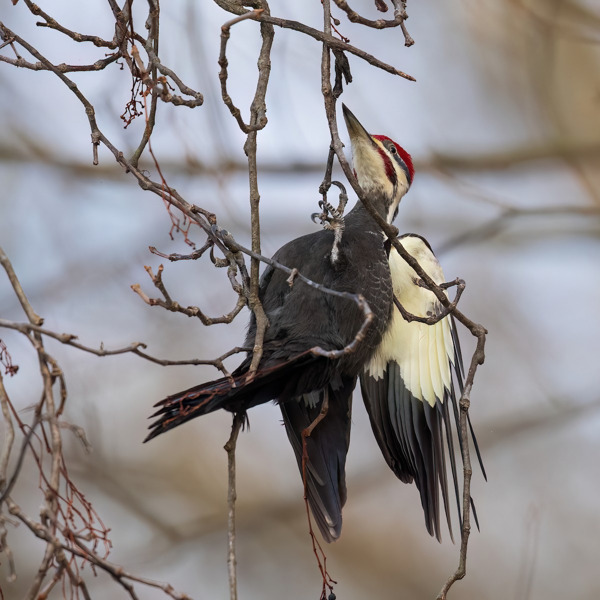 Kuzey Amerika Kara Ağaçkakanı - ML647787107