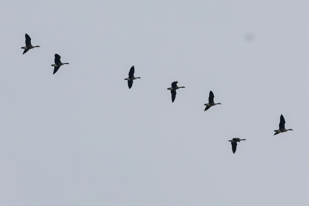 berneška velká - ML647787133