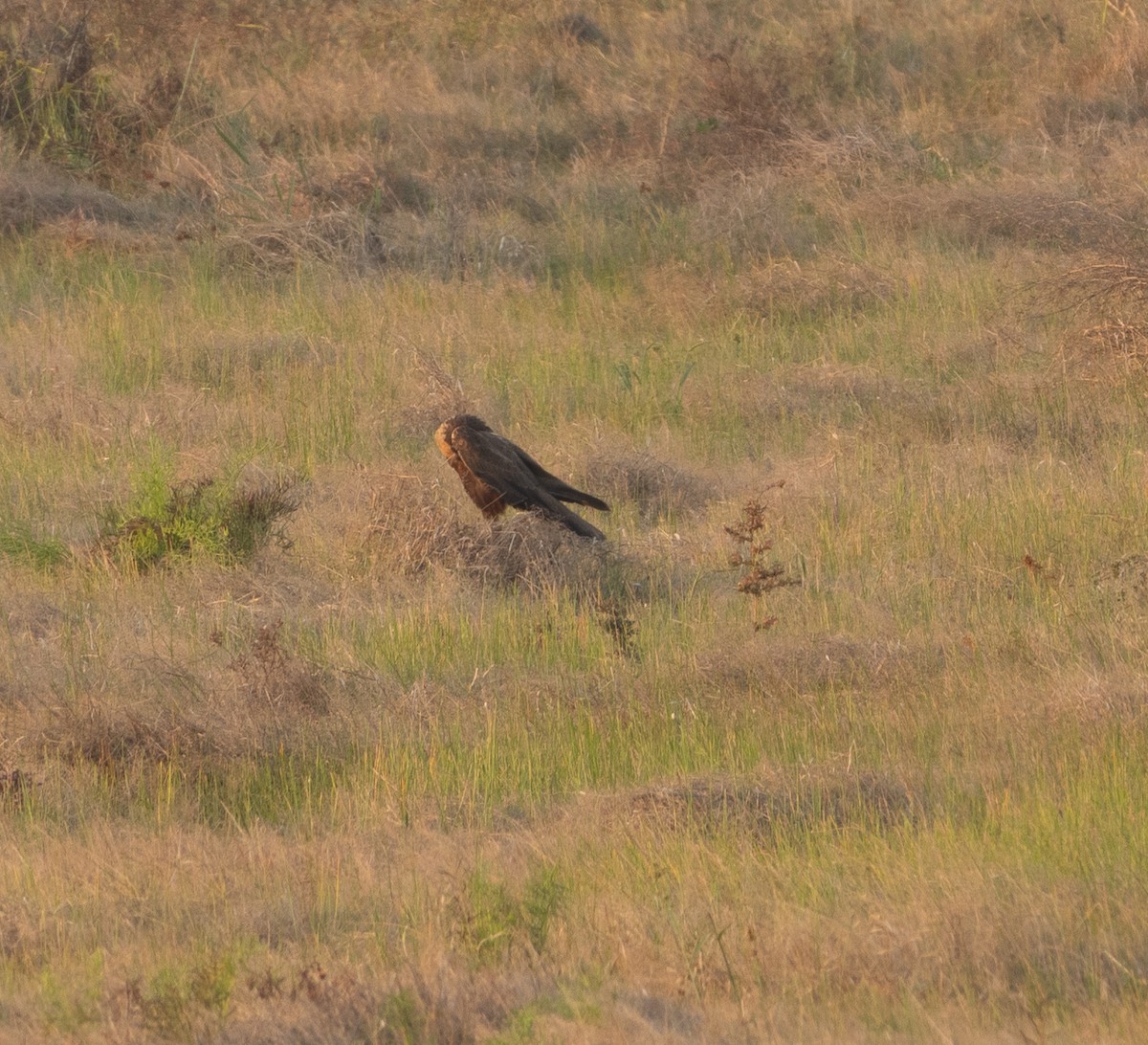 Western Marsh Harrier - ML647787137
