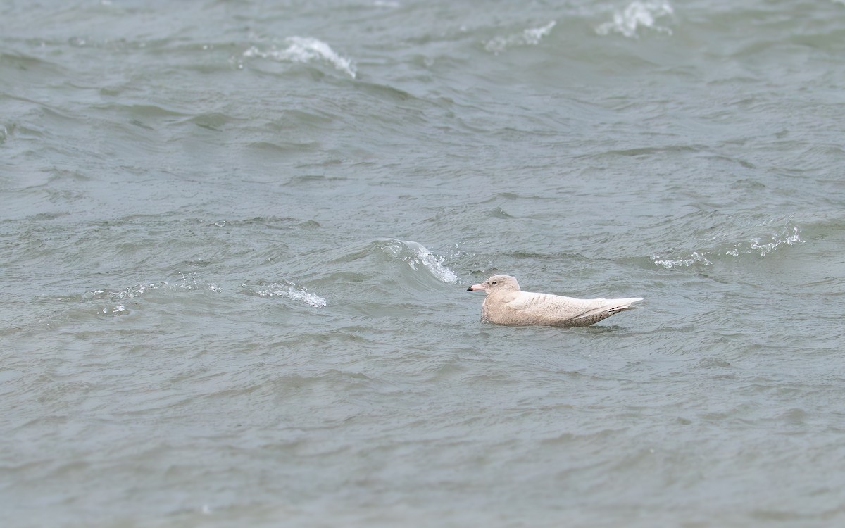 Gavión Hiperbóreo - ML647787146