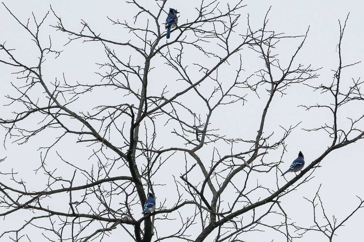 sojka chocholatá - ML647787161