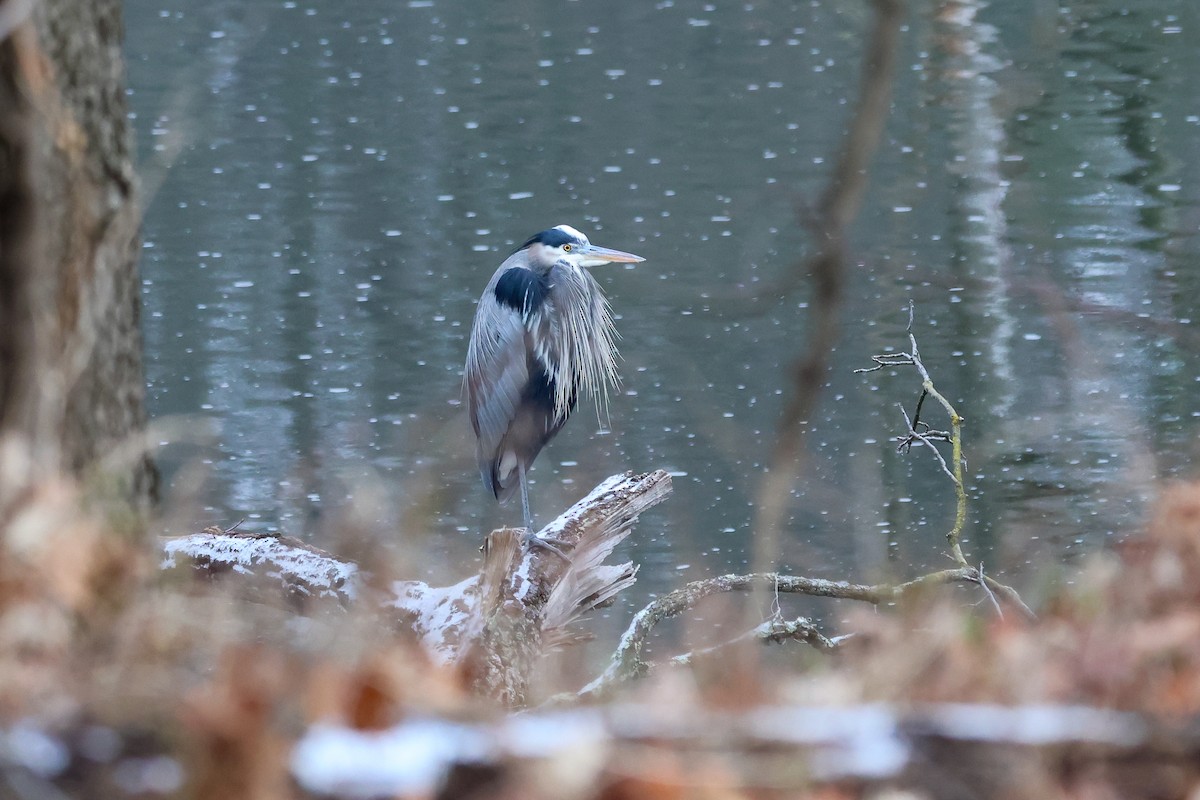 volavka velká - ML647787178