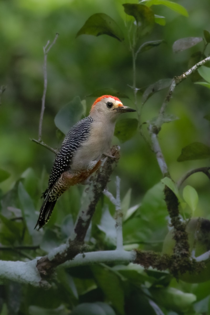 Golden-fronted Woodpecker - ML647787189