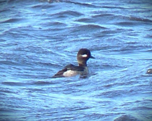 עבראש לבנוני - ML647787227