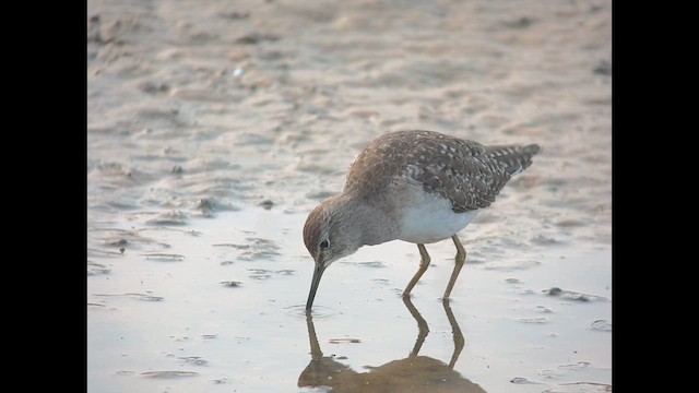 Коловодник болотяний - ML647787234
