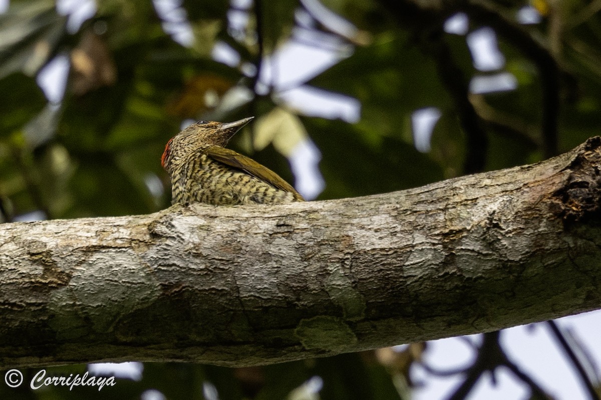 Green-backed Woodpecker (Little Green) - ML647787276