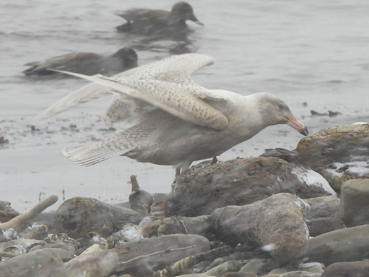 Gavión Hiperbóreo - ML647787278