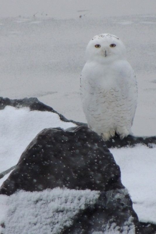 Snowy Owl - ML647787288