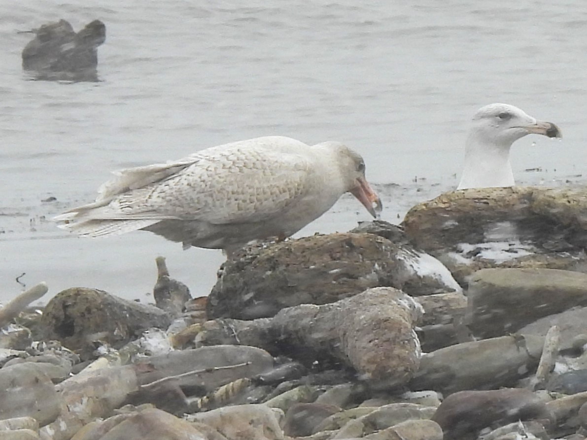 Gavión Hiperbóreo - ML647787289