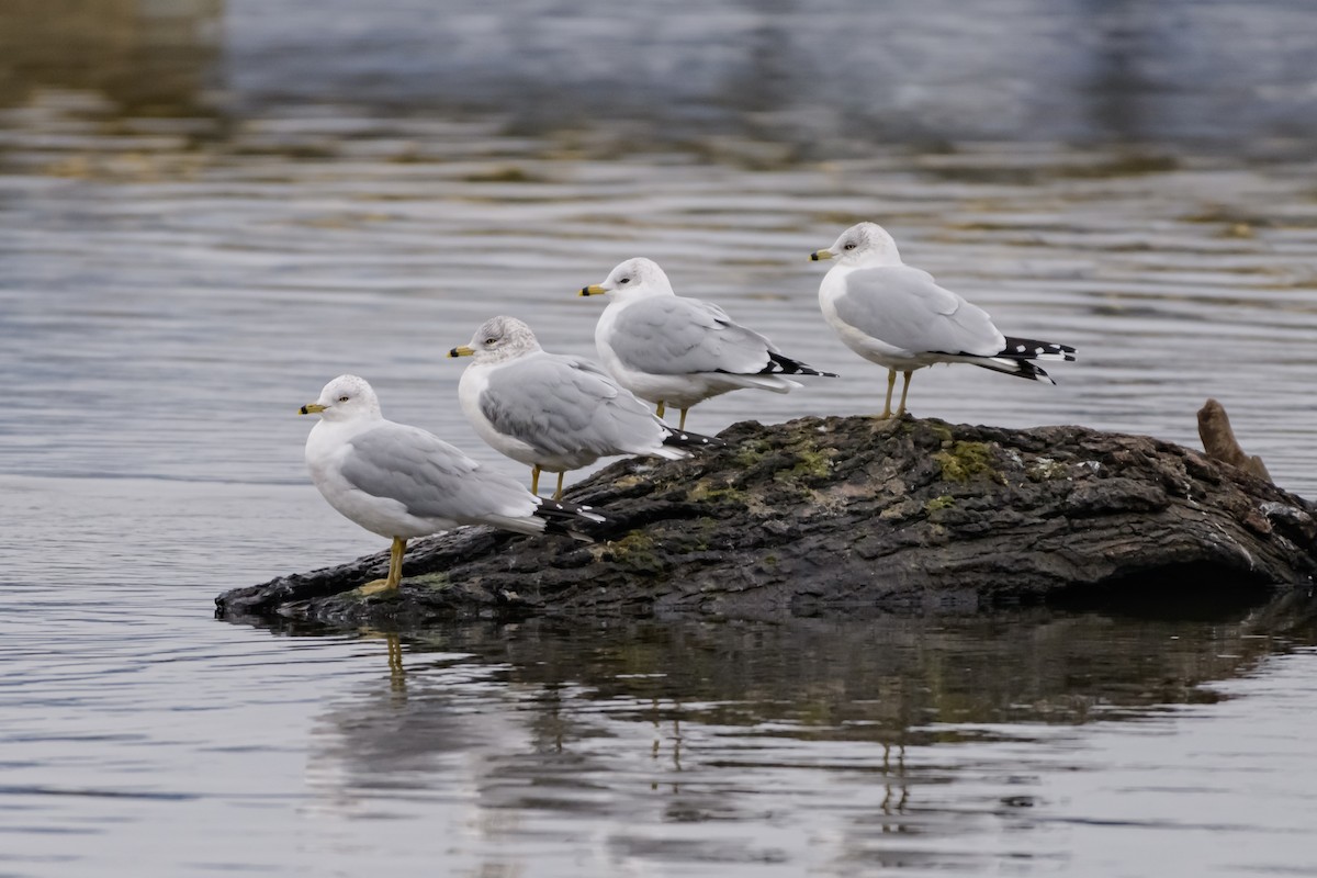 racek kroužkozobý - ML647787298