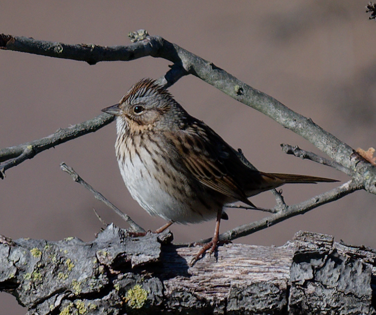 strnadec pruhohlavý - ML647787303