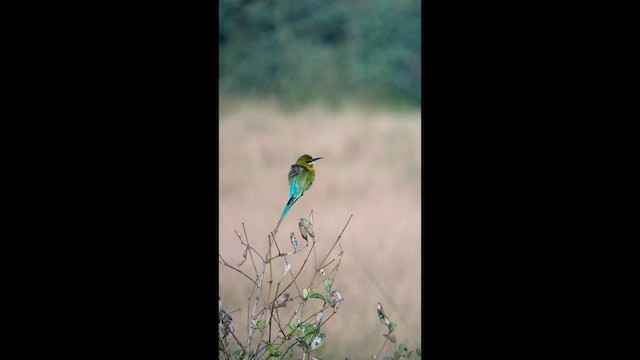 Бджолоїдка синьохвоста - ML647787312