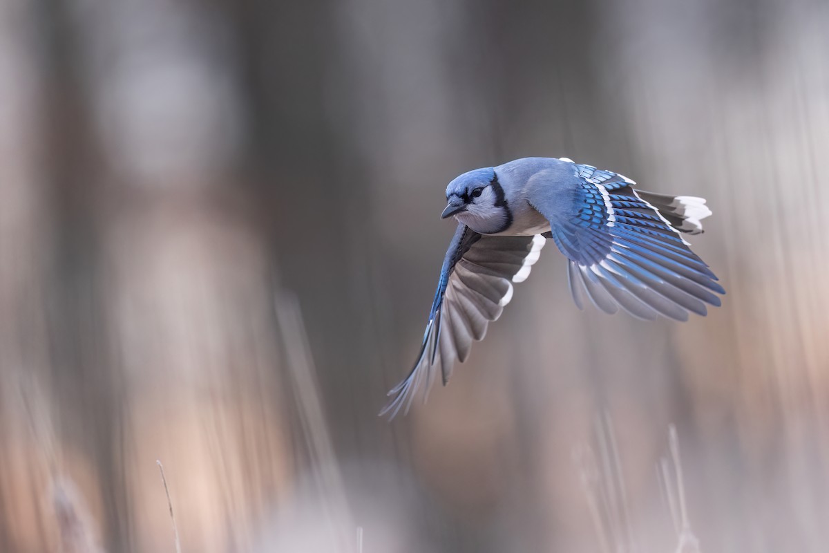 Blue Jay - ML647787324