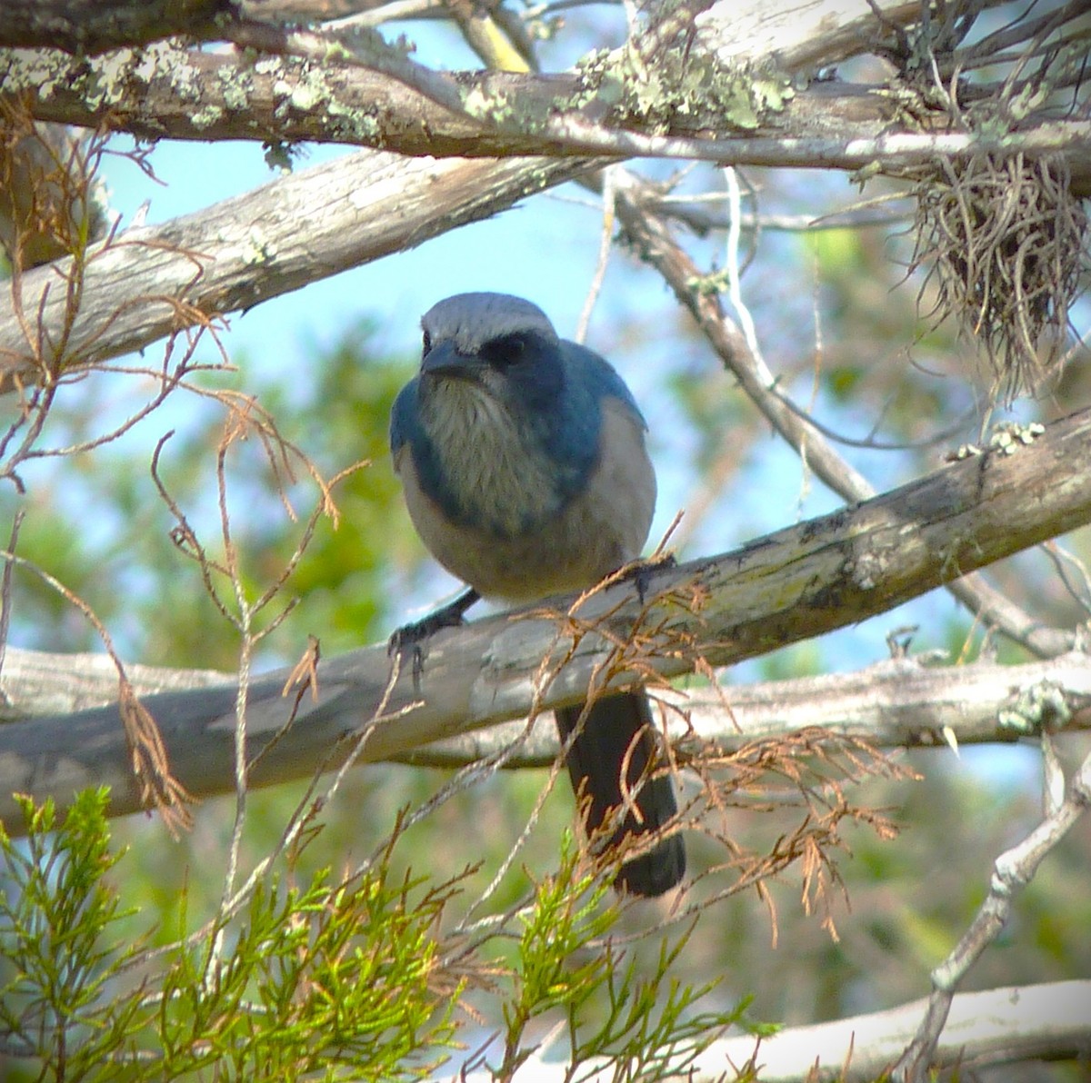 Florida Scrub-Jay - ML647787325
