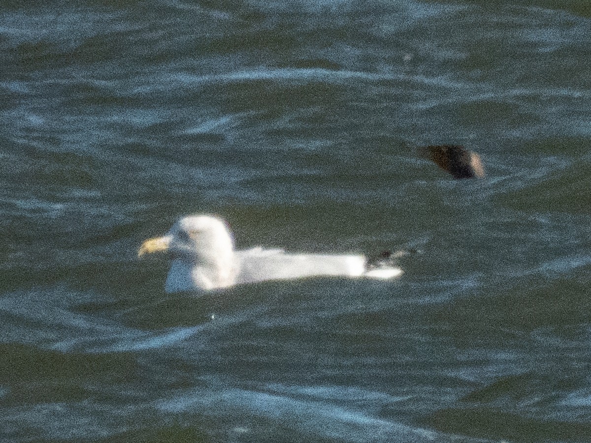gull sp. - ML647787330